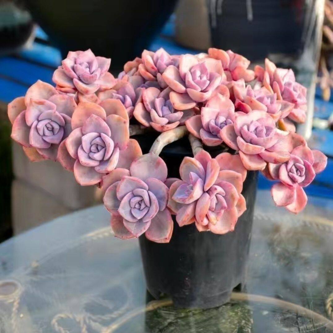 彩虹糖 露养粉色系老桩多肉植物大颗群绿植多肉植物