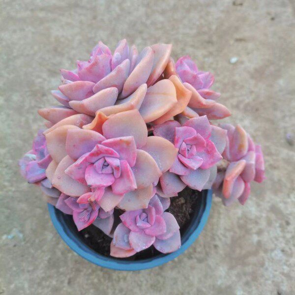 彩虹糖 露养粉色系老桩多肉植物大颗群绿植多肉植物