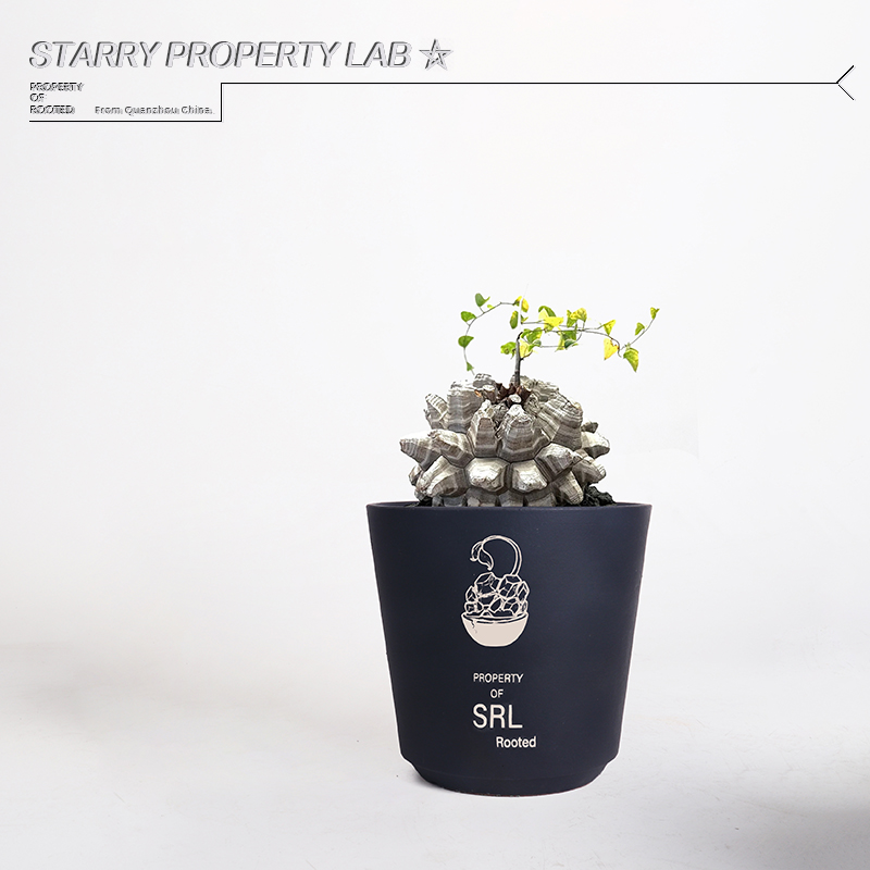 46龙甲龟潮流植物花盆块根植物植木钵日式SRL鎏金陶瓷NBHD - 图3