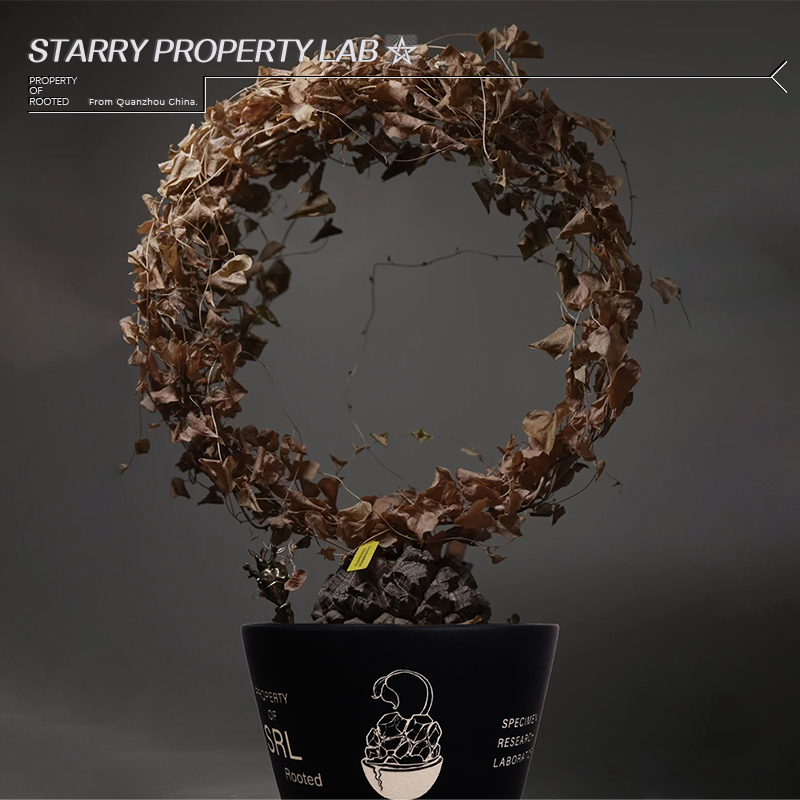 46龙甲龟潮流植物花盆块根植物植木钵日式SRL鎏金陶瓷NBHD - 图0