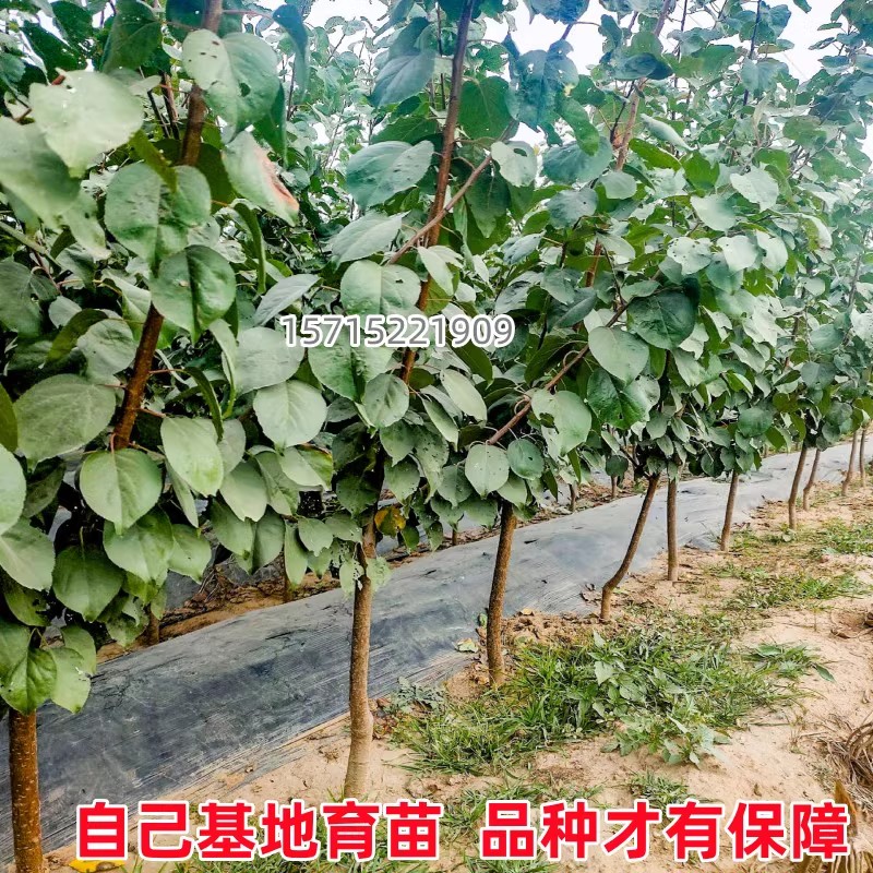 白水杏树苗嫁接活苗南北方庭院地栽四季阳台盆栽果树种植当年结果