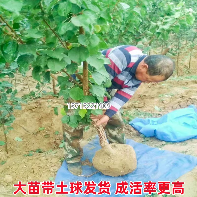 白水杏树苗嫁接活苗南北方庭院地栽四季阳台盆栽果树种植当年结果