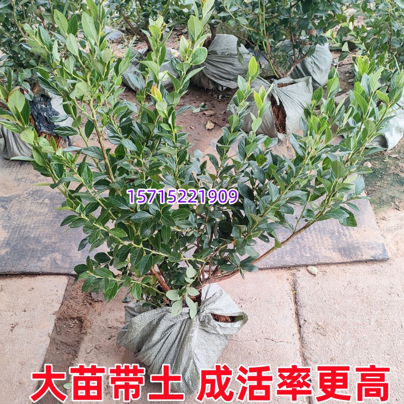 125蓝莓苗果树南北方庭院地栽四季种植阳台盆栽特大带土当年结果 - 图0