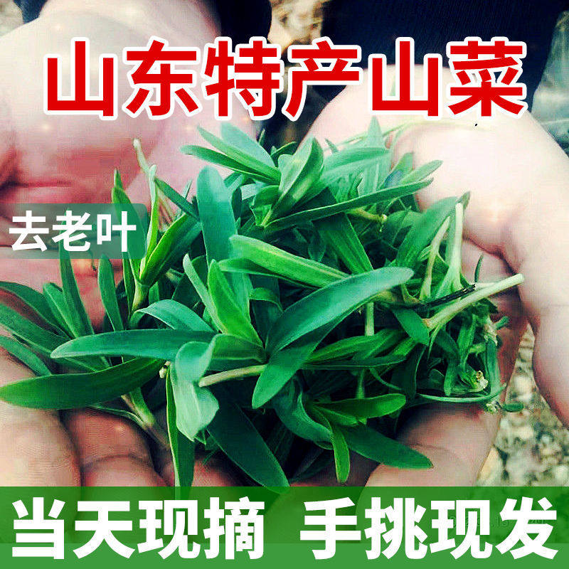 野生山苜楂菜山东野菜山菜蚂蚱菜山麻扎杂菜山麻楂新鲜现,淘宝优惠券,粉丝福利购,淘宝优惠卷