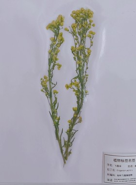 多种植物草本植物标本展示腊叶标本教学认知教具A4大小塑封