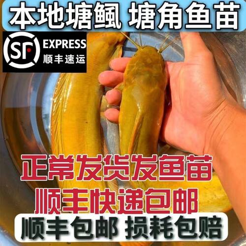 本地塘鲺皇妃三黄塘鲺胡子鲶鱼苗塘角鱼苗土塘鲺鱼苗塘虱淡水鱼苗 - 图2