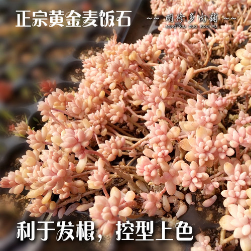 19斤包邮 正宗黄金软麦饭石 营养铺面颗粒石头多肉植料伴土不伤根 - 图2