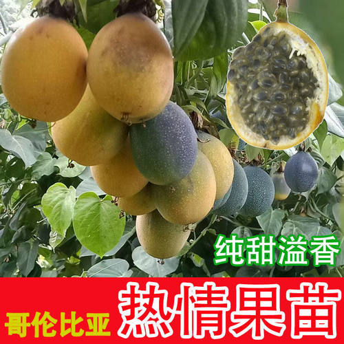 新品种哥伦比亚热情果苗纯甜不酸南方果树苗庭院阳台盆栽地栽常绿 - 图0