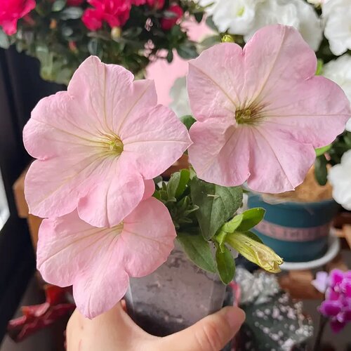 进口矮牵牛种子/梦幻苹果花粉色渐变大花矮牵牛耐寒春秋播花种籽 - 图0