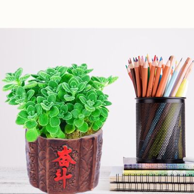 一抹香盆栽室内碰碰香香草多肉植物客厅驱虫净化空气绿植花卉 虎窝淘