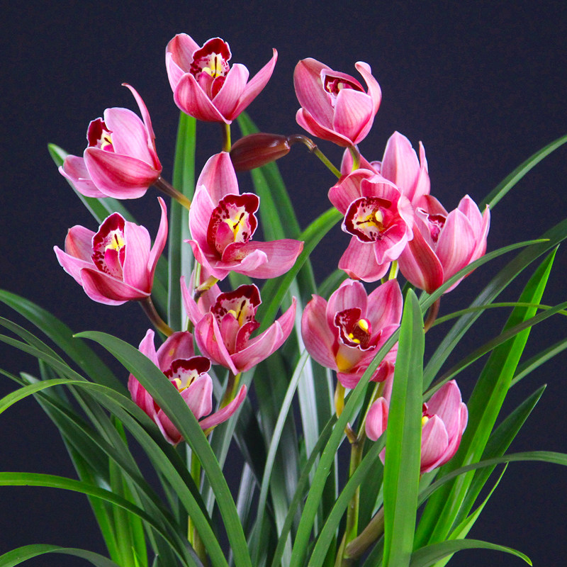 兰花【红贵人】蕙兰盆栽室内植物四季好养大花浓香型花卉 兰花苗