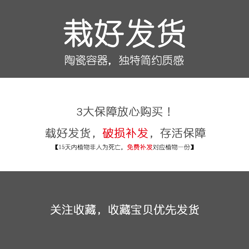 创意多肉植物仙人掌盆栽植物万重山办公桌面室内大凤龙绿植抗辐射-图0