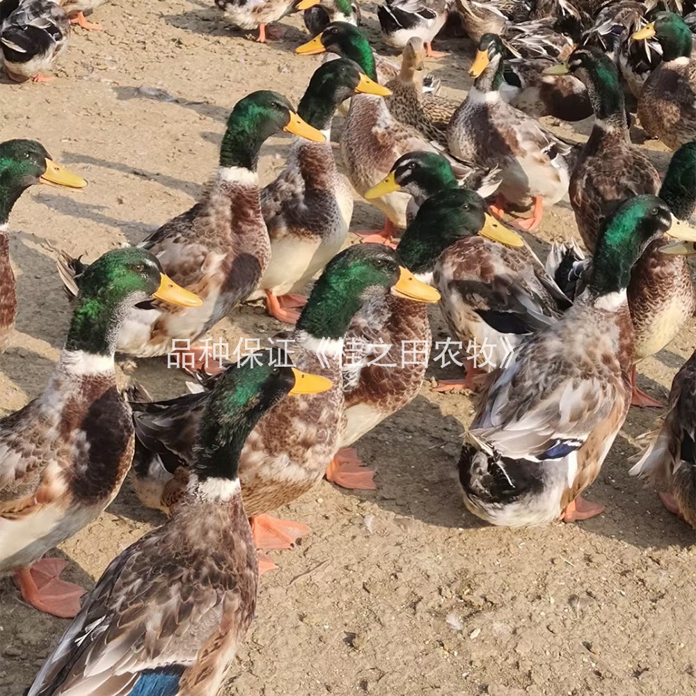 一斤重鸭子活苗大种青头鸭麻鸭土鸭苗脱温水鸭半大活体下蛋鸭包邮 - 图2