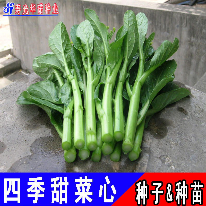 四季甜菜心种子广东四九红菜薹菜苔青菜籽菜园春季阳台盆栽蔬菜籽-图0