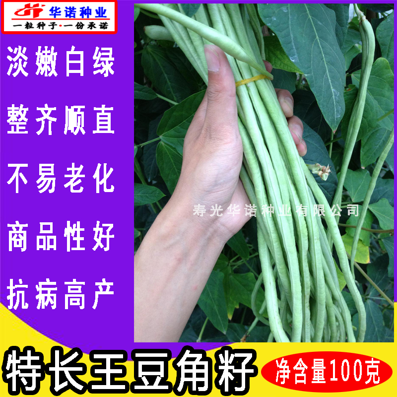 韩国特长王豆角豇豆种子四季豆芸豆菜豆爬藤蔬菜种子四季种菜春播 - 图2