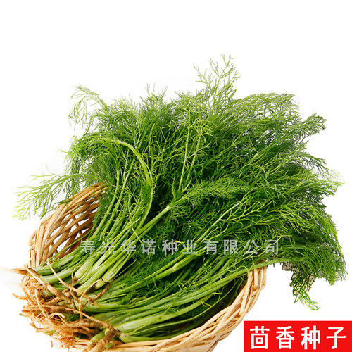 老品种割茬茴香种子多次收结球小茴香蔬菜种籽孑菜园盆栽菜籽四季 - 图3