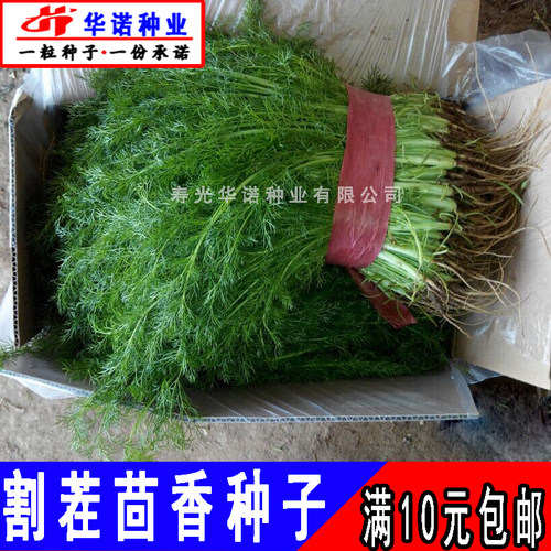 老品种割茬茴香种子多次收结球小茴香蔬菜种籽孑菜园盆栽菜籽四季 - 图1