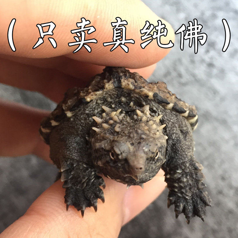 原种纯佛鳄龟爆刺鳄鱼龟幼苗佛鳄龟活物杂佛北美小鳄龟乌龟宠物,淘宝优惠券,粉丝福利购,淘宝优惠卷