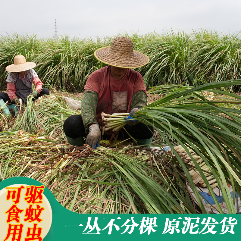 正宗香茅草苗柠檬草种苗驱蚊草苗盆栽泰国冬阴功可食用香茅苗庭院 - 图2