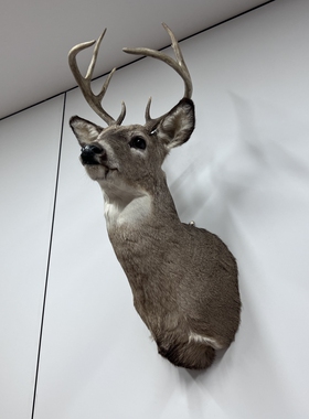 进口合法鹿头客厅动物标本白尾鹿