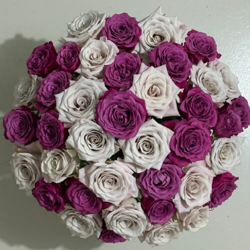 超稀有蓝莓单头玫瑰花云南昆明直发水养鲜切花礼物鲜花（小花型） - 图3