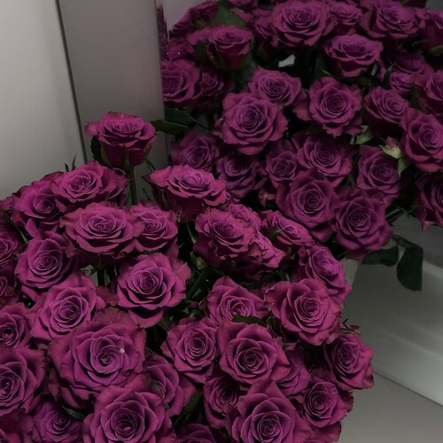 超稀有蓝莓单头玫瑰花云南昆明直发水养鲜切花礼物鲜花（小花型） - 图0