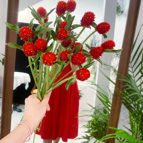 千日红小菊三文鱼高山羊齿向日葵鲜花花瓶插花云南直发洋甘菊家用 - 图3
