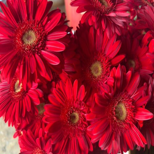 9.9元鲜花包邮  云南昆明鲜花基地直发红玫瑰花鲜切花向日葵批发 - 图0