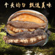 SF Express! Fast delivery of extra large abalone, fresh and fresh