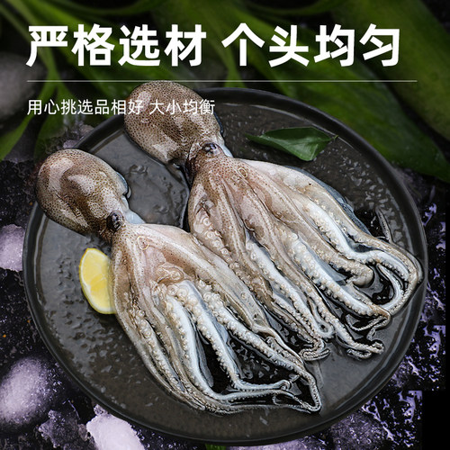 八爪鱼新鲜小章鱼海鲜水产鲜活小八爪鱼冷冻墨鱼仔八抓迷你大爆头 - 图1
