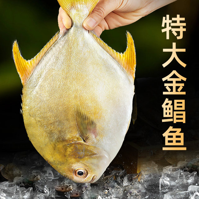 4 Extra Large Golden Pomfret New Arrival Live Fish Quick Frozen