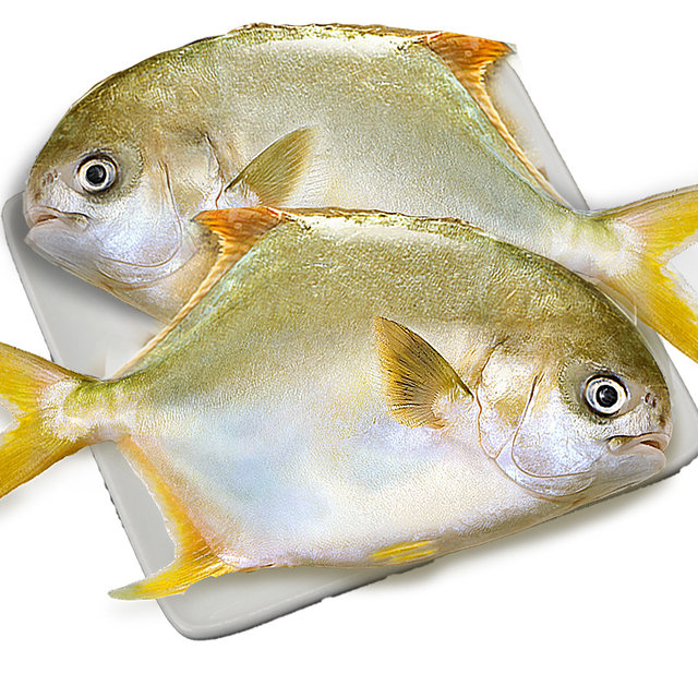 4 Extra Large Golden Pomfret New Arrival Live Fish Quick Frozen