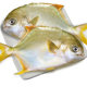 4 Extra Large Golden Pomfret New Arrival Live Fish Quick Frozen