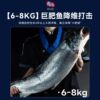 Norwegian Atlantic salmon chilled salmon fresh sashimi