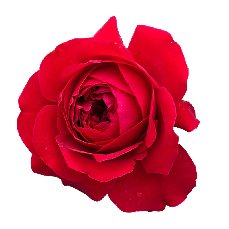 佛罗伦蒂娜藤本月季花大苗盆栽花园大红花阳台庭院围墙爬藤蔷薇,淘宝优惠券,粉丝福利购,淘宝优惠卷