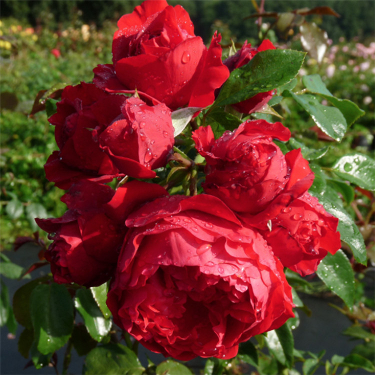 佛罗伦蒂娜藤本月季花大苗盆栽花园大红花阳台庭院围墙爬藤蔷薇,淘宝优惠券,粉丝福利购,淘宝优惠卷