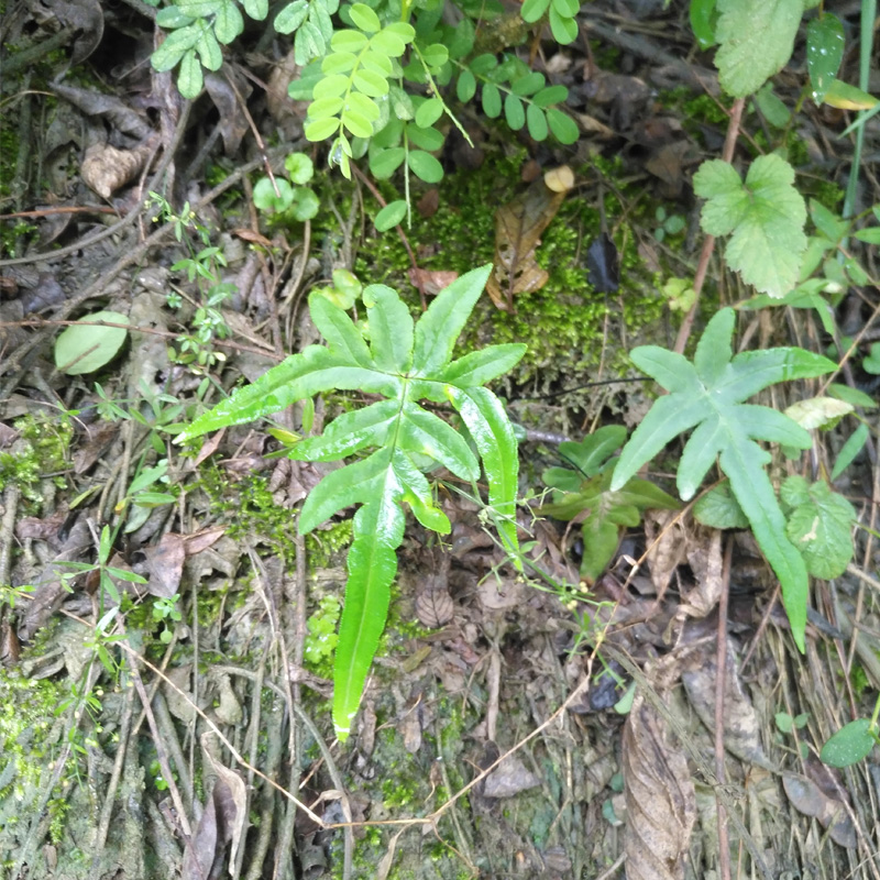 山野选集 蕨类 粉背蕨 光叶粉背蕨 铜丝蕨小型岩生喜阴耐旱植物 - 图3