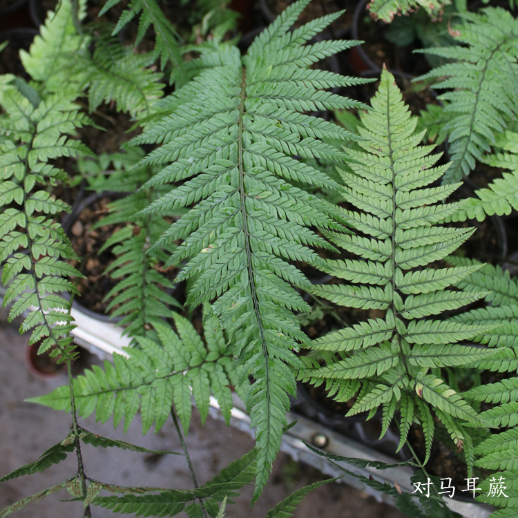 山野选集【对马耳蕨】中小型蕨类植物茎直立喜阴湿耐旱土生雨林缸-图1