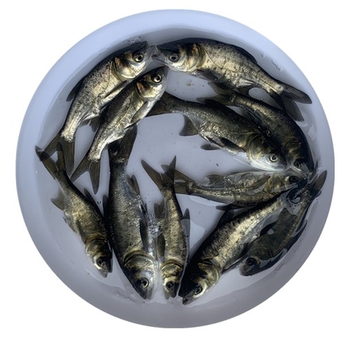 大花鲢鱼苗大头鱼胖头鱼雄鱼鲢鳙鱼淡水养殖活体食用小鱼饲料鱼苗 - 图3