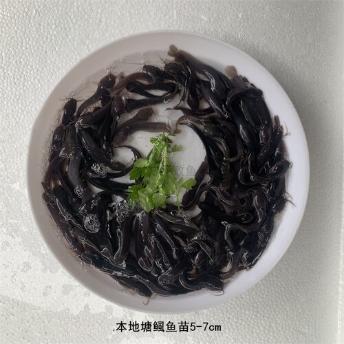 本地塘鲺鱼苗土塘鲺胡子鲶鱼塘角鱼塘虱鱼鳅龙鱼饲料淡水活体养殖 - 图1