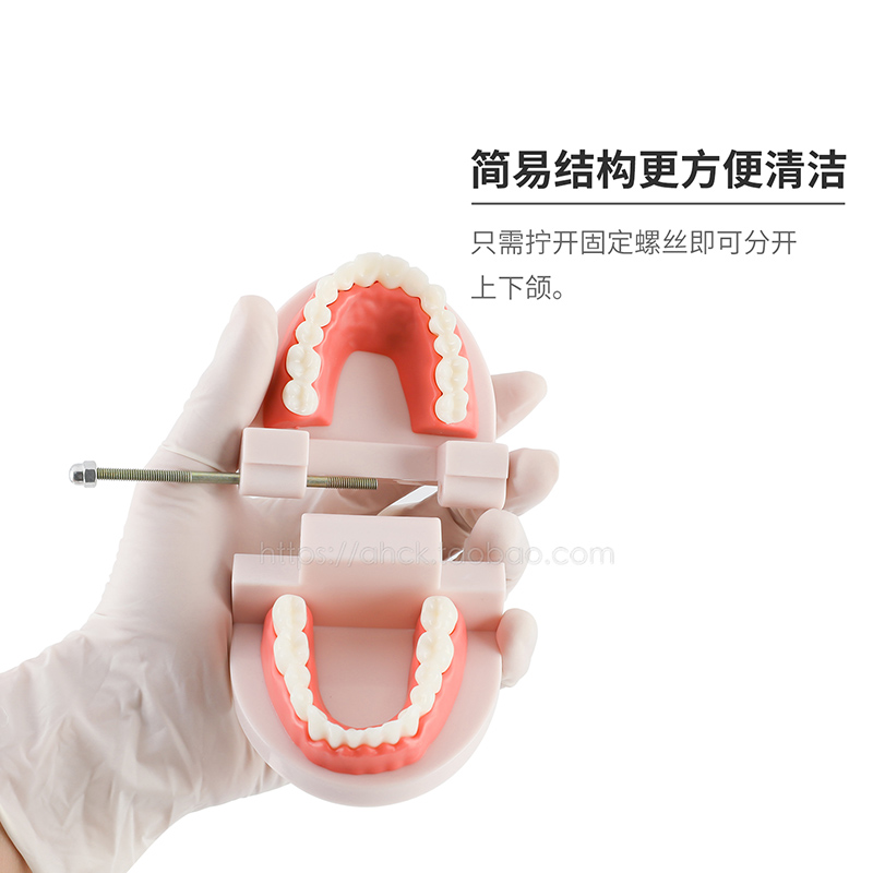 牙科牙齿模型教学模型假牙模型口腔器械材料齿科工具练习演示用 - 图2