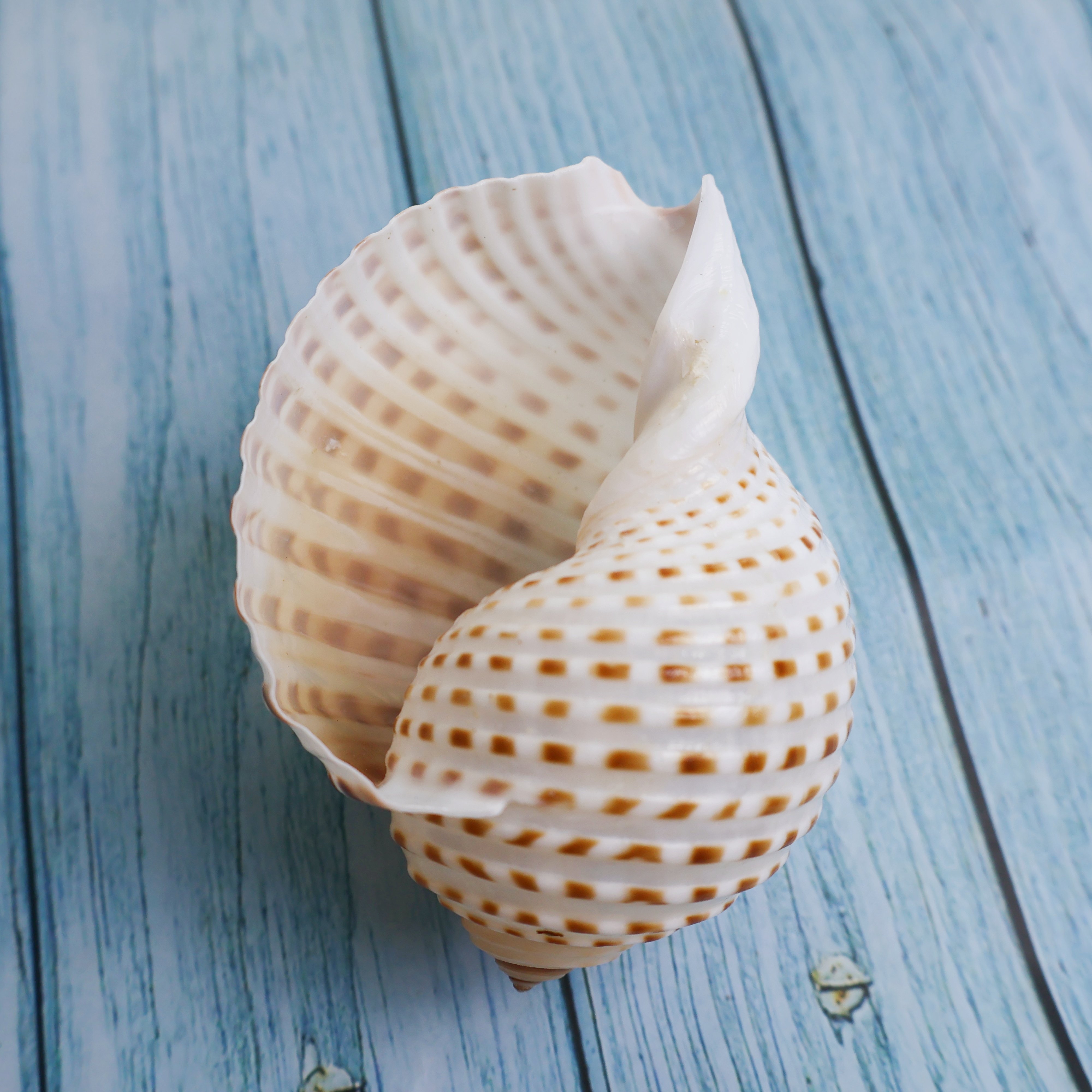 花点琴螺天然海螺贝壳鱼缸水族造景卷贝鱼繁殖壳多肉花盆底座摆件,淘宝优惠券,粉丝福利购,淘宝优惠卷