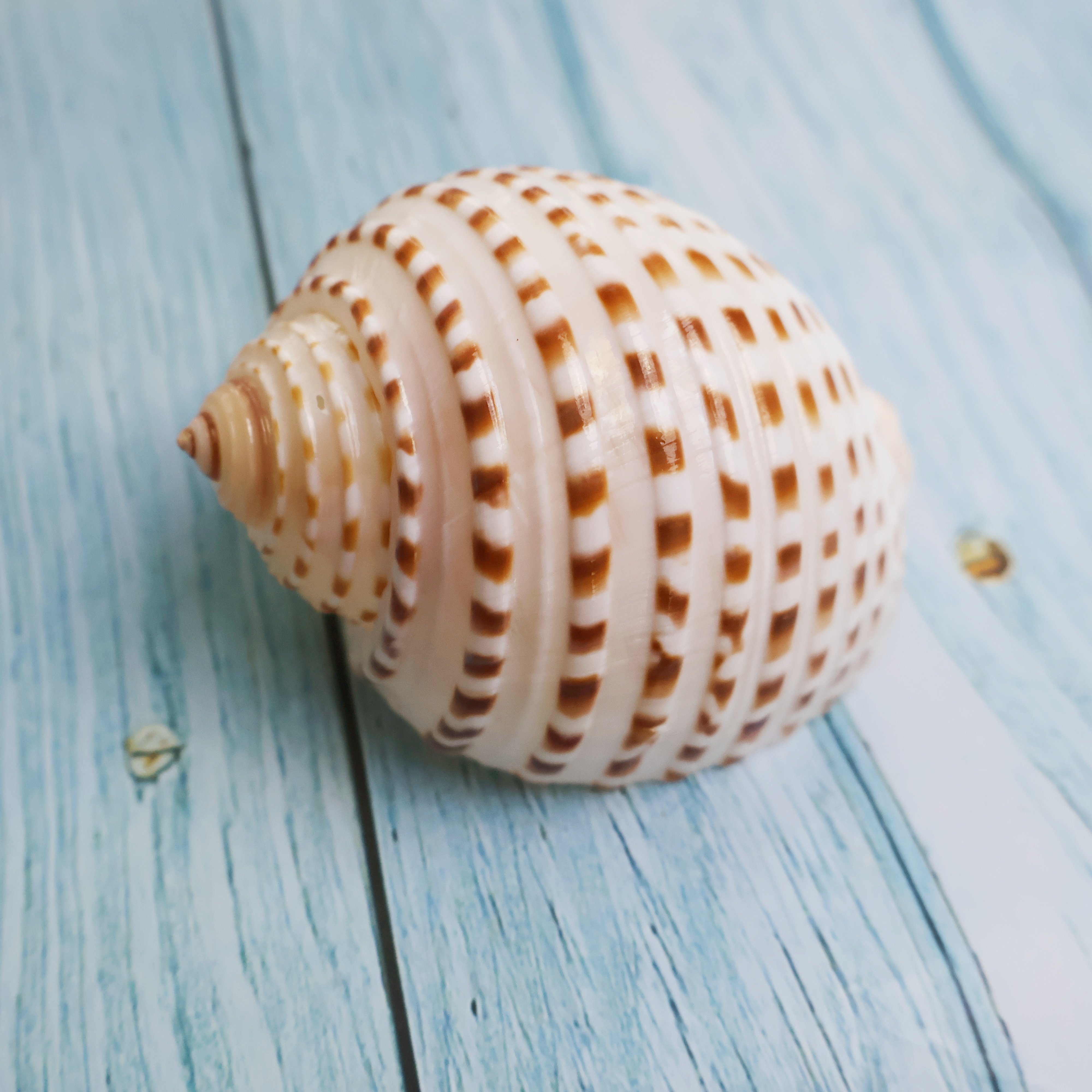 花点琴螺天然海螺贝壳鱼缸水族造景卷贝鱼繁殖壳多肉花盆底座摆件,淘宝优惠券,粉丝福利购,淘宝优惠卷