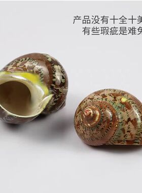海贝缘寄居蟹替换壳绿色猫眼螺