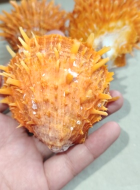 海贝缘双面黃金海菊蛤天然海螺