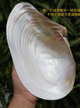 海贝缘天然大珍珠蚌壳超大贝壳
