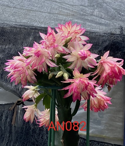 无根叶片 新品 重瓣蟹爪兰 不老 一枝发货 花卉绿植 永福十里花街 - 图2