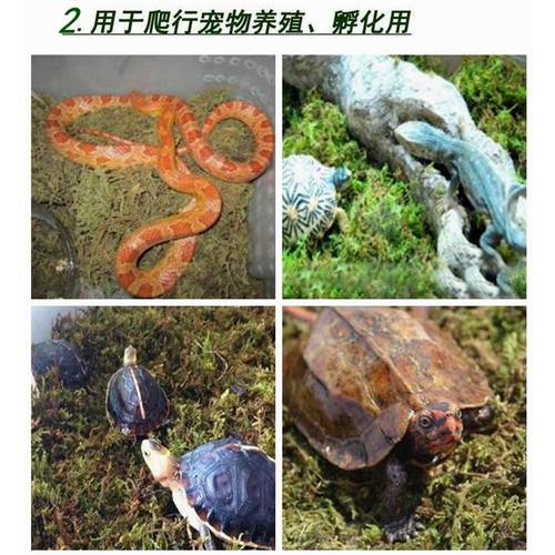 天然干苔藓水苔青苔蝴蝶兰花多肉石斛育苗营养土肥料乌龟冬眠垫材 - 图2