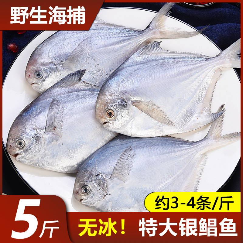 鲳鱼新鲜冷冻银鲳鱼深海鱼鲜活特大5斤鱼金鲳鱼海鲜小鲳鱼白鲳鱼,淘宝优惠券,粉丝福利购,淘宝优惠卷