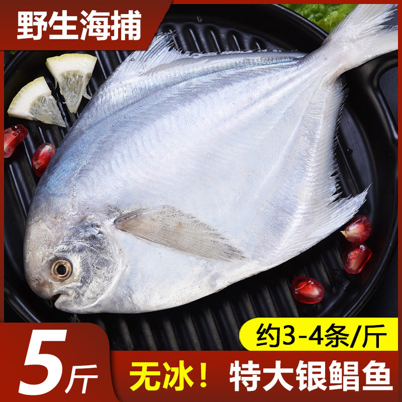 鲳鱼新鲜冷冻银鲳鱼深海鱼鲜活特大5斤鱼金鲳鱼海鲜小鲳鱼白鲳鱼,淘宝优惠券,粉丝福利购,淘宝优惠卷
